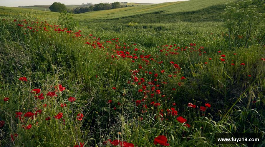 球王会网址坚韧不拔，夺取荣耀！